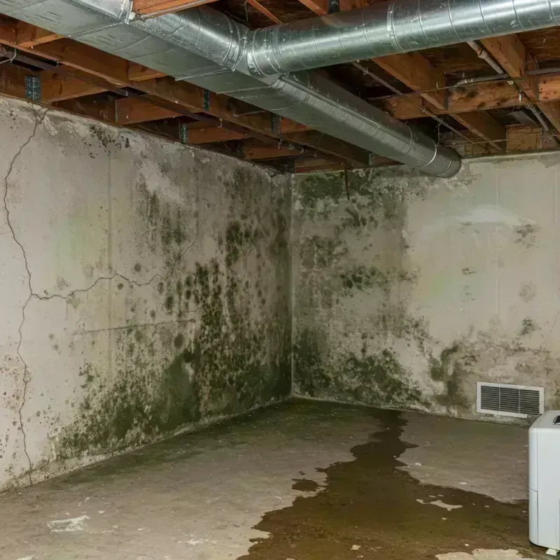 Professional Mold Removal in Palmyra, MO